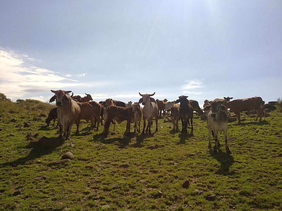 Selosesha, Bloemfontein