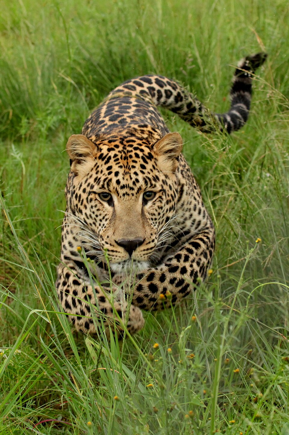 Leopard Park, Mahikeng